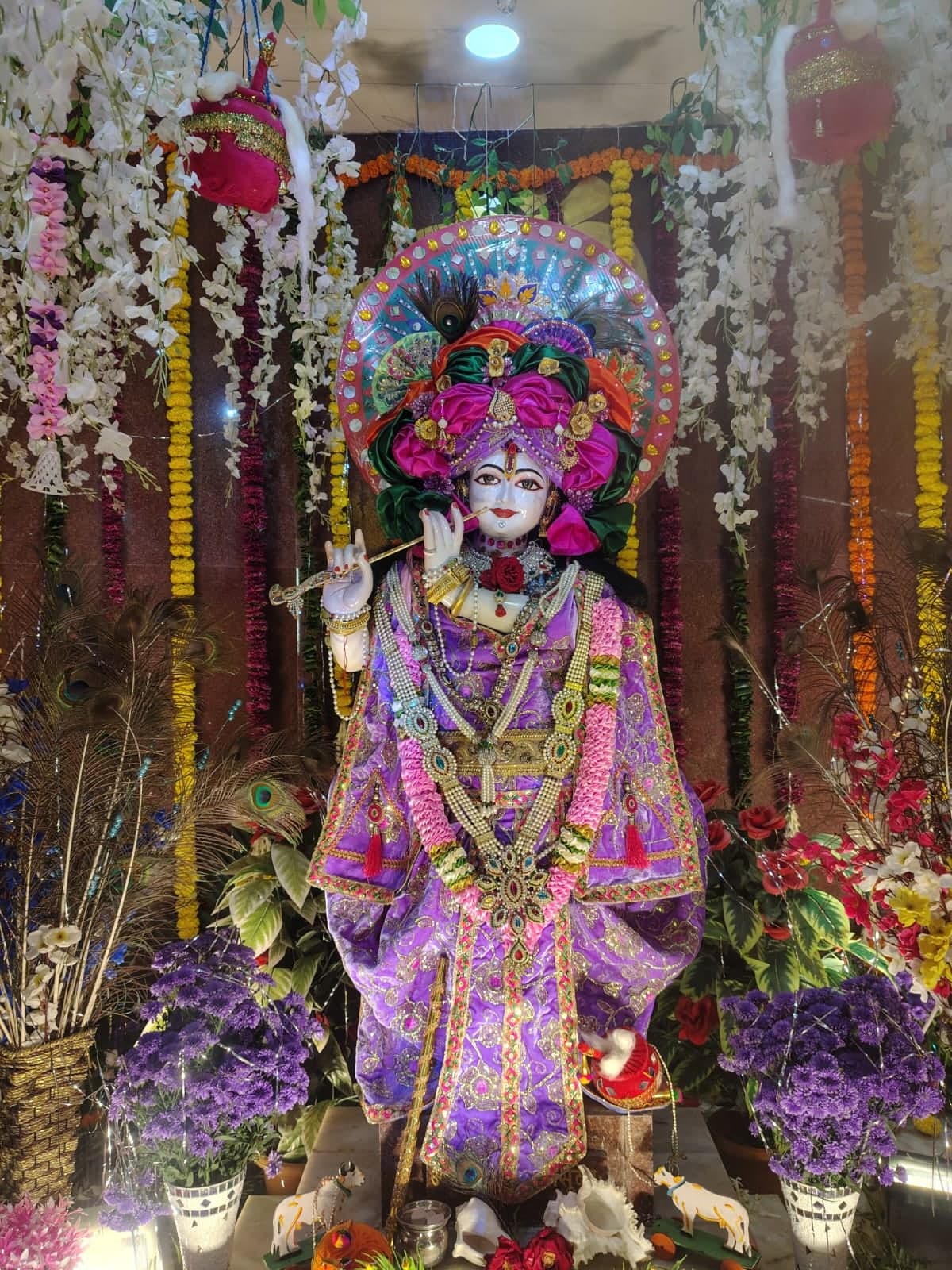Darshan of Shree Gopal Krishna holding the flute, adorned in violet and gold with a peacock-feather crown, surrounded by flowers